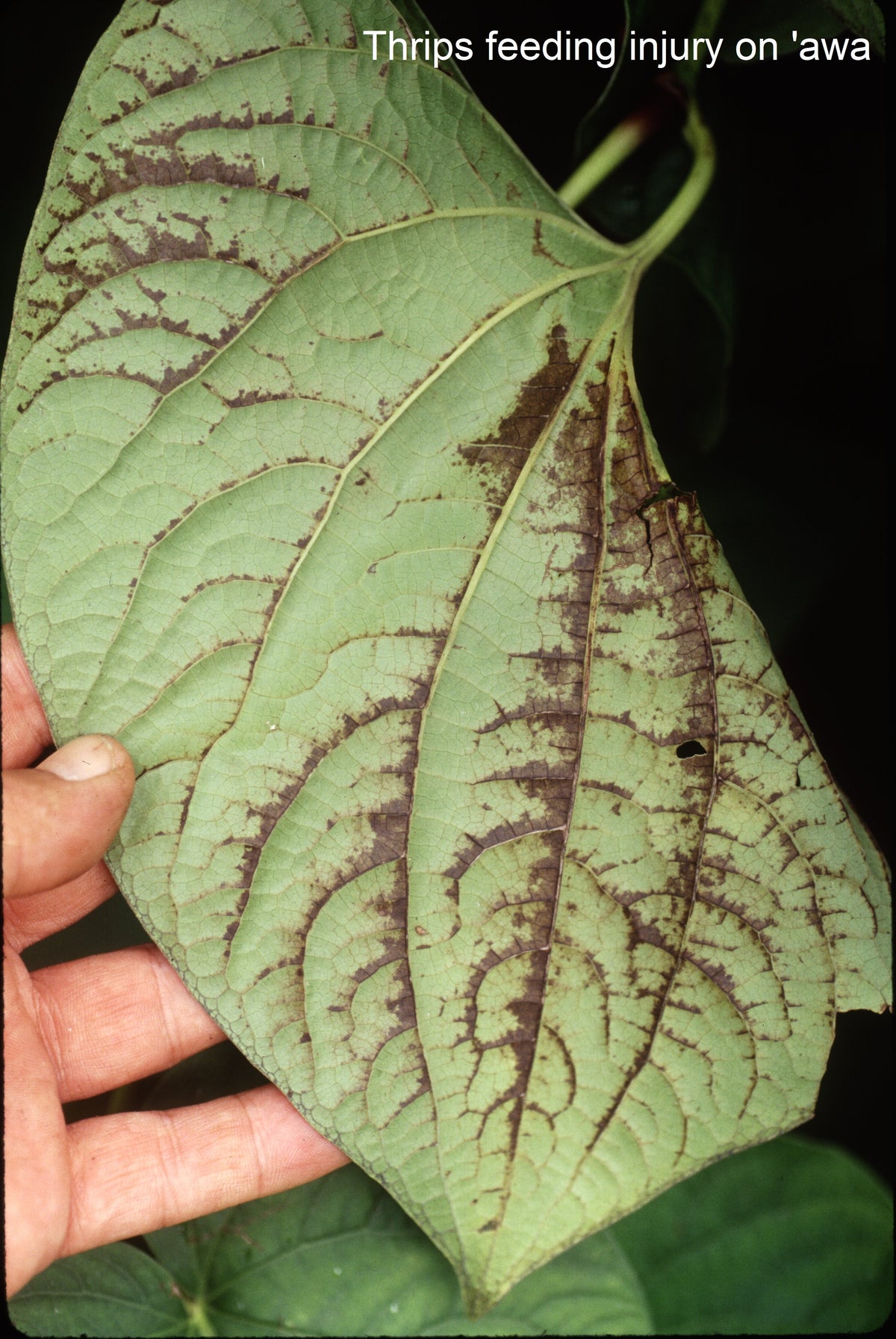 Thrips feeding damage visible as dark scarred areas on a plant leaf